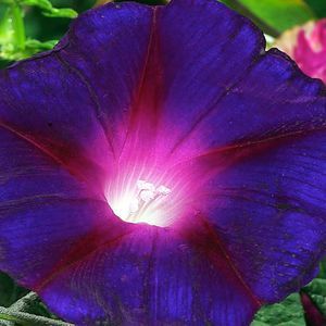 Meet your Posher, Violet